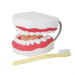 โมเดลฟันแบบมีลิ้น (ใหญ่) (Large Dental Care with Tongue Model)