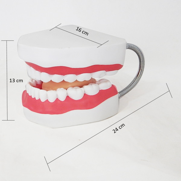 โมเดลฟันแบบมีลิ้น (ใหญ่) (Large Dental Care with Tongue Model) - Image 10