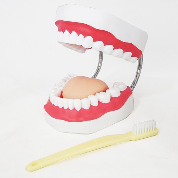 โมเดลฟันแบบมีลิ้น (ใหญ่) (Large Dental Care with Tongue Model) - Image 2