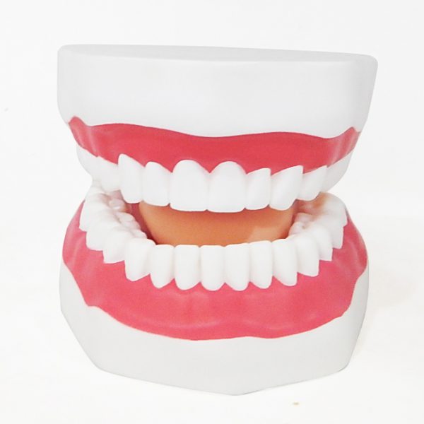 โมเดลฟันแบบมีลิ้น (ใหญ่) (Large Dental Care with Tongue Model) - Image 3