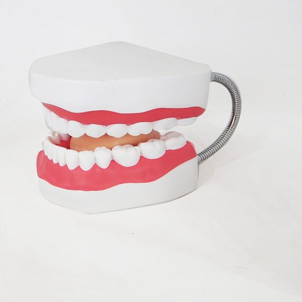 โมเดลฟันแบบมีลิ้น (ใหญ่) (Large Dental Care with Tongue Model) - Image 4