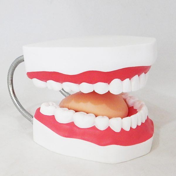 โมเดลฟันแบบมีลิ้น (ใหญ่) (Large Dental Care with Tongue Model) - Image 5