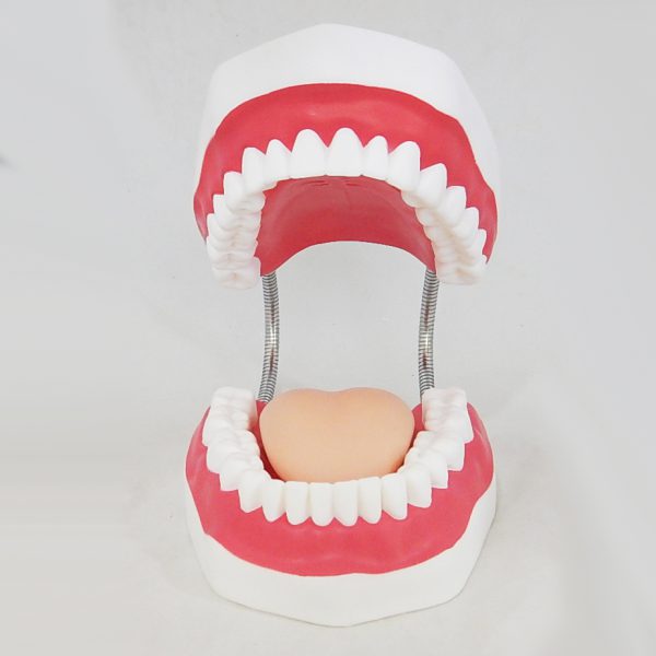 โมเดลฟันแบบมีลิ้น (ใหญ่) (Large Dental Care with Tongue Model) - Image 6
