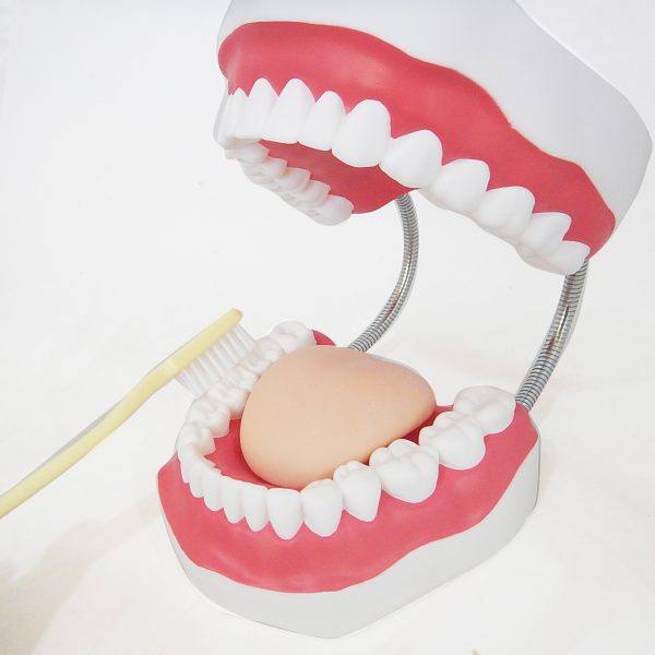 โมเดลฟันแบบมีลิ้น (ใหญ่) (Large Dental Care with Tongue Model) - Image 7