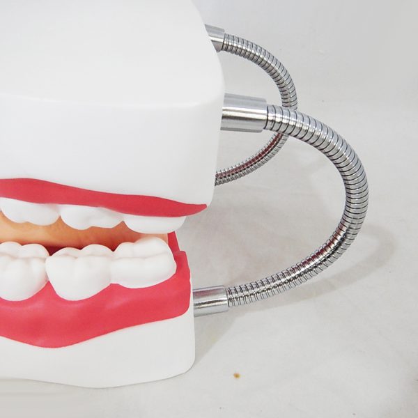 โมเดลฟันแบบมีลิ้น (ใหญ่) (Large Dental Care with Tongue Model) - Image 8
