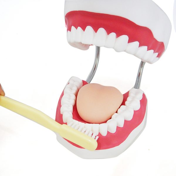 โมเดลฟันแบบมีลิ้น (ใหญ่) (Large Dental Care with Tongue Model) - Image 9
