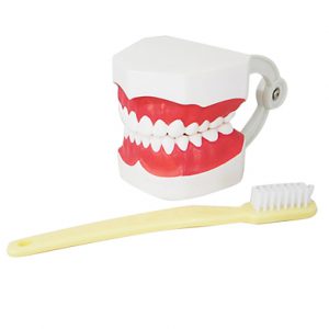 โมเดลฟันแบบมีลิ้น (เล็ก) (Small Dental Care with Tongue Model)