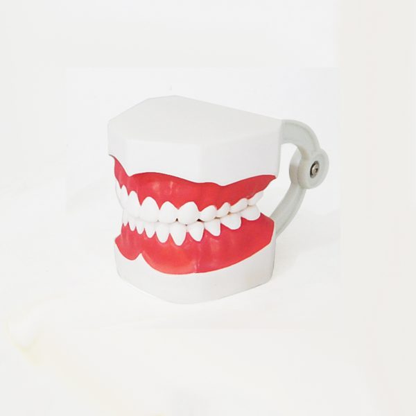 โมเดลฟันแบบมีลิ้น (เล็ก) (Small Dental Care with Tongue Model) - Image 2