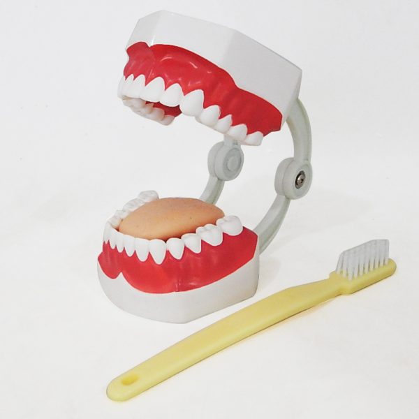 โมเดลฟันแบบมีลิ้น (เล็ก) (Small Dental Care with Tongue Model) - Image 3