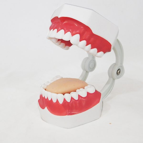 โมเดลฟันแบบมีลิ้น (เล็ก) (Small Dental Care with Tongue Model) - Image 4