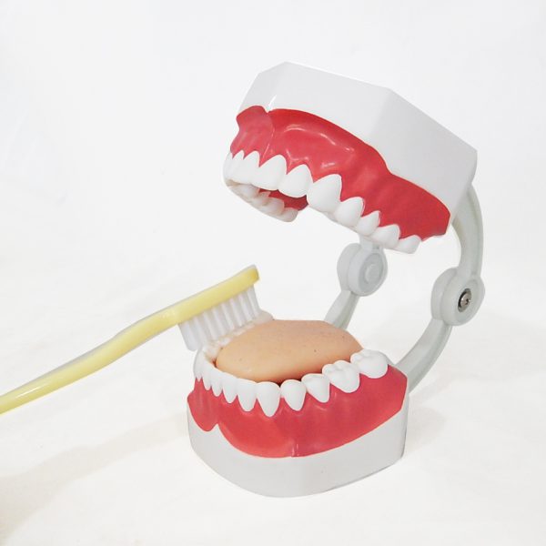 โมเดลฟันแบบมีลิ้น (เล็ก) (Small Dental Care with Tongue Model) - Image 5