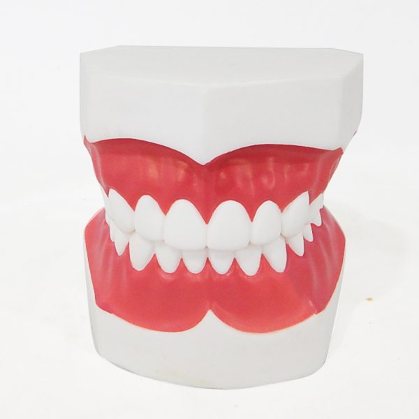 โมเดลฟันแบบมีลิ้น (เล็ก) (Small Dental Care with Tongue Model) - Image 6