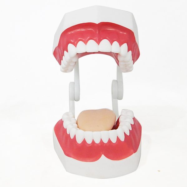 โมเดลฟันแบบมีลิ้น (เล็ก) (Small Dental Care with Tongue Model) - Image 7