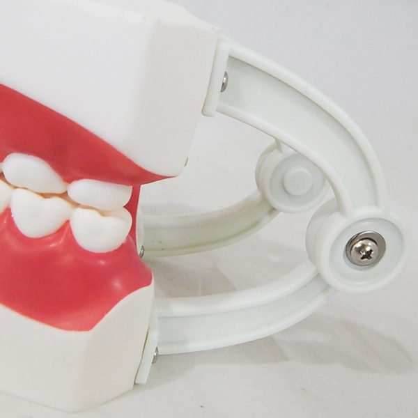 โมเดลฟันแบบมีลิ้น (เล็ก) (Small Dental Care with Tongue Model) - Image 8
