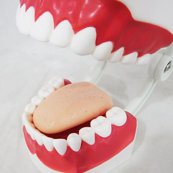 โมเดลฟันแบบมีลิ้น (เล็ก) (Small Dental Care with Tongue Model) - Image 9