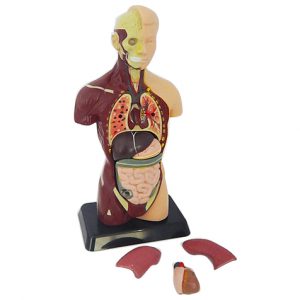 หุ่นจำลองร่างกายมนุษย์ถอดประกอบได้ 27 cm (Human Torso with Interchangeable Organ 27 cm)