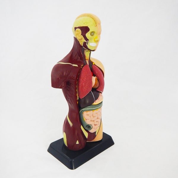 หุ่นจำลองร่างกายมนุษย์ถอดประกอบได้ 27 cm (Human Torso with Interchangeable Organ 27 cm) - Image 2