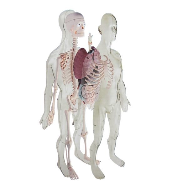 2in1 หุ่นโปร่งใสแสดงโครงกระดูกและอวัยวะภายในของมนุษย์ (Human Body Transparent DIY Model) - Image 2