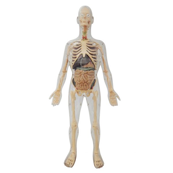 2in1 หุ่นโปร่งใสแสดงโครงกระดูกและอวัยวะภายในของมนุษย์ (Human Body Transparent DIY Model) - Image 3