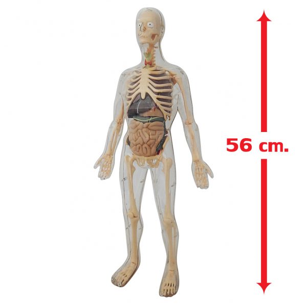 2in1 หุ่นโปร่งใสแสดงโครงกระดูกและอวัยวะภายในของมนุษย์ (Human Body Transparent DIY Model) - Image 4