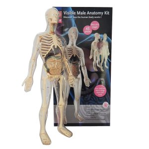 2in1 หุ่นโปร่งใสแสดงโครงกระดูกและอวัยวะภายในของมนุษย์ (Human Body Transparent DIY Model)