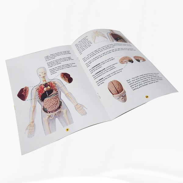 2in1 หุ่นโปร่งใสแสดงโครงกระดูกและอวัยวะภายในของมนุษย์ (Human Body Transparent DIY Model) - Image 5