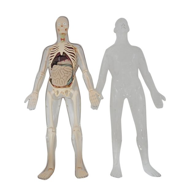 2in1 หุ่นโปร่งใสแสดงโครงกระดูกและอวัยวะภายในของมนุษย์ (Human Body Transparent DIY Model) - Image 6