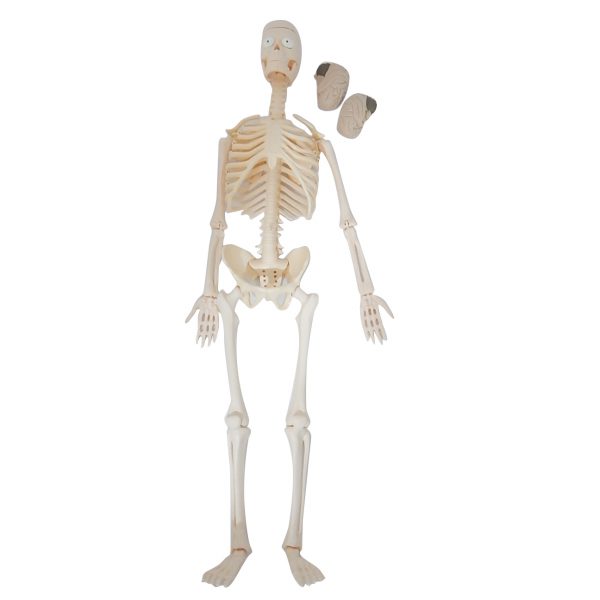2in1 หุ่นโปร่งใสแสดงโครงกระดูกและอวัยวะภายในของมนุษย์ (Human Body Transparent DIY Model) - Image 7