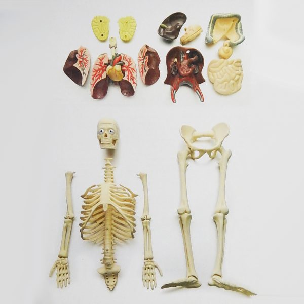 2in1 หุ่นโปร่งใสแสดงโครงกระดูกและอวัยวะภายในของมนุษย์ (Human Body Transparent DIY Model) - Image 8