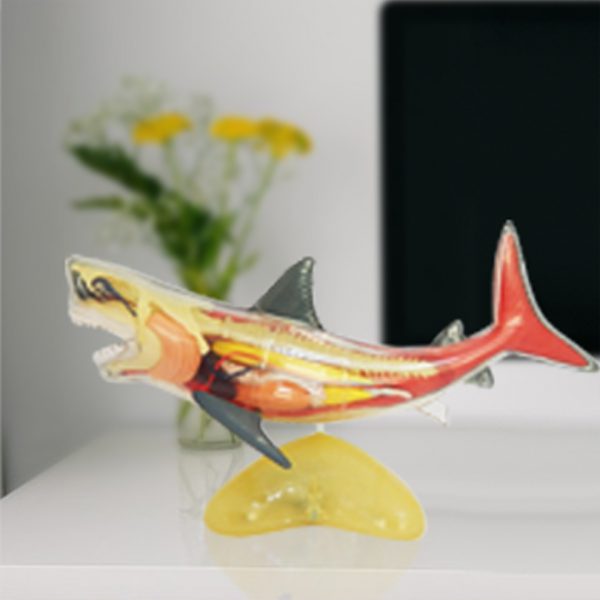 หุ่นจำลองปลาฉลาม (Shark  Anatomy Model) - Image 2
