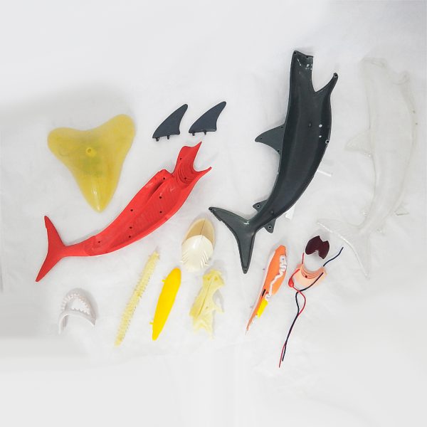 หุ่นจำลองปลาฉลาม (Shark  Anatomy Model) - Image 3