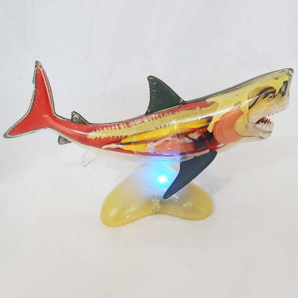 หุ่นจำลองปลาฉลาม (Shark  Anatomy Model) - Image 9