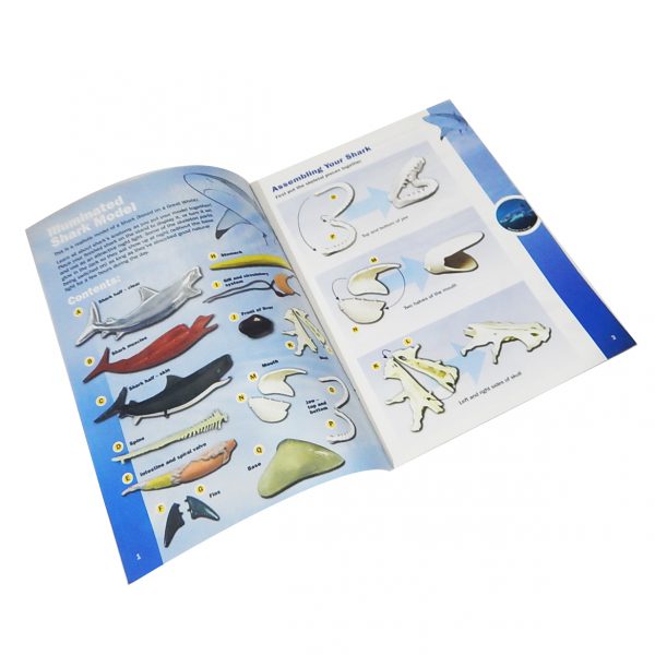 หุ่นจำลองปลาฉลาม (Shark  Anatomy Model) - Image 10
