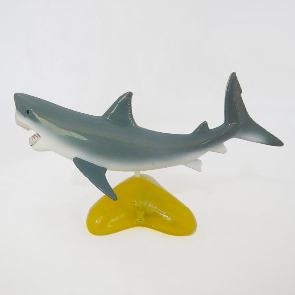 หุ่นจำลองปลาฉลาม (Shark  Anatomy Model) - Image 4