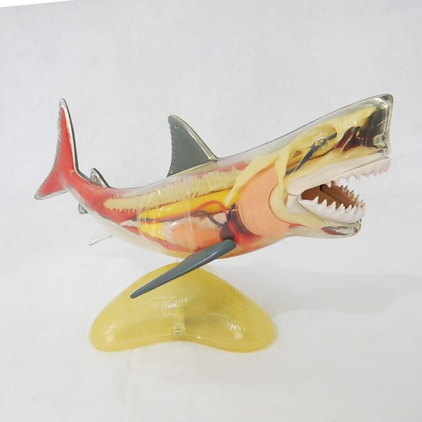 หุ่นจำลองปลาฉลาม (Shark  Anatomy Model) - Image 6