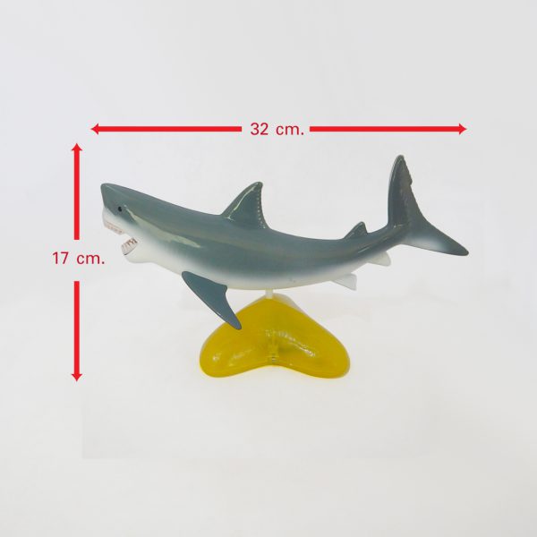 หุ่นจำลองปลาฉลาม (Shark  Anatomy Model) - Image 7