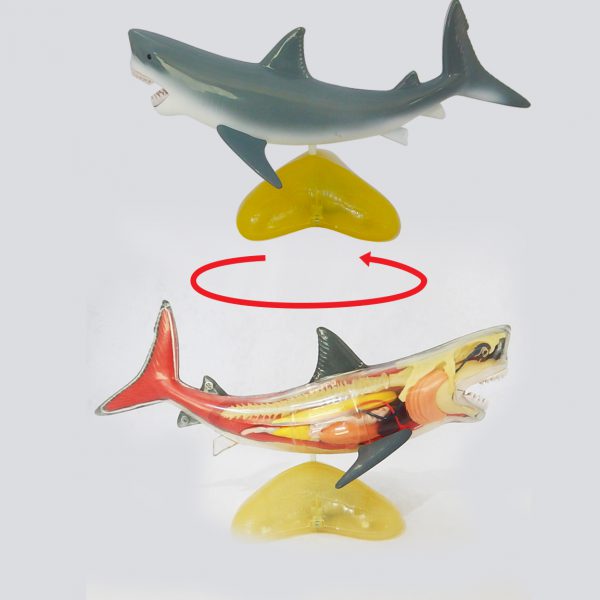 หุ่นจำลองปลาฉลาม (Shark  Anatomy Model) - Image 8