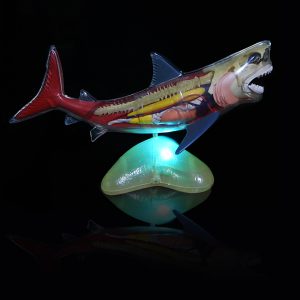 หุ่นจำลองปลาฉลาม (Shark  Anatomy Model)