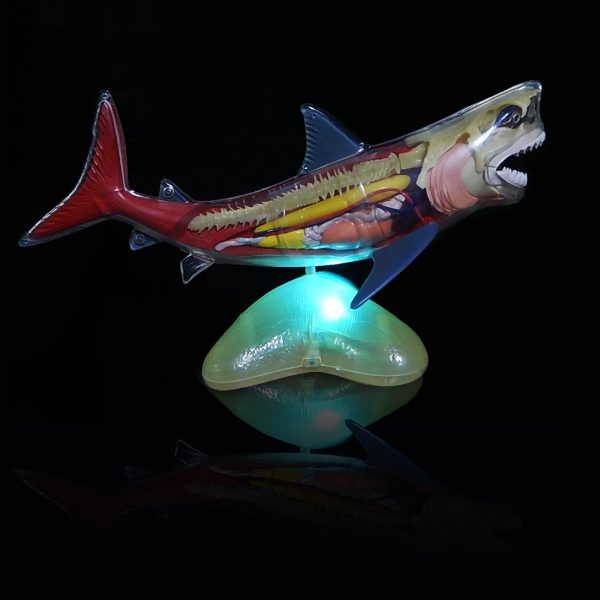 หุ่นจำลองปลาฉลาม (Shark  Anatomy Model)