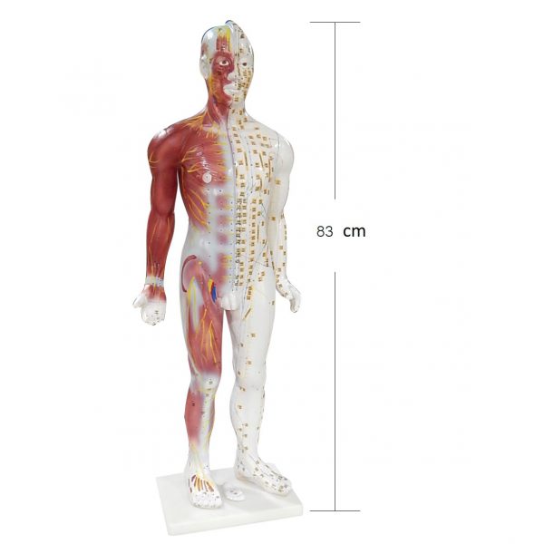 หุ่นจำลองแสดงกล้ามเนื้อและจุดฝังเข็ม (Body Model with Extraordinary Points of China) - Image 6