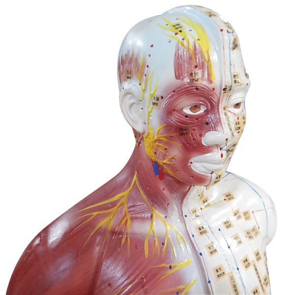 หุ่นจำลองแสดงกล้ามเนื้อและจุดฝังเข็ม (Body Model with Extraordinary Points of China) - Image 3