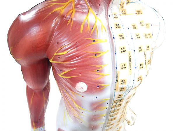 หุ่นจำลองแสดงกล้ามเนื้อและจุดฝังเข็ม (Body Model with Extraordinary Points of China) - Image 4