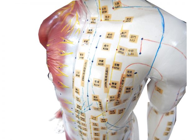 หุ่นจำลองแสดงกล้ามเนื้อและจุดฝังเข็ม (Body Model with Extraordinary Points of China) - Image 5