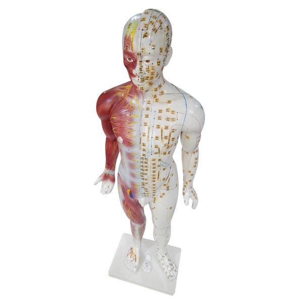 หุ่นจำลองแสดงกล้ามเนื้อและจุดฝังเข็ม (Body Model with Extraordinary Points of China) - Image 7