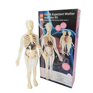 3 in 1 หุ่นโปร่งใสแสดงโครงกระดูกและอวัยวะภายในของหญิงตั้งครรภ์ (Pregnant Body Transparent DIY Model)