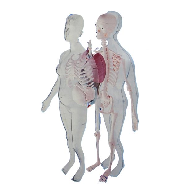 3 in 1 หุ่นโปร่งใสแสดงโครงกระดูกและอวัยวะภายในของหญิงตั้งครรภ์ (Pregnant Body Transparent DIY Model) - Image 2