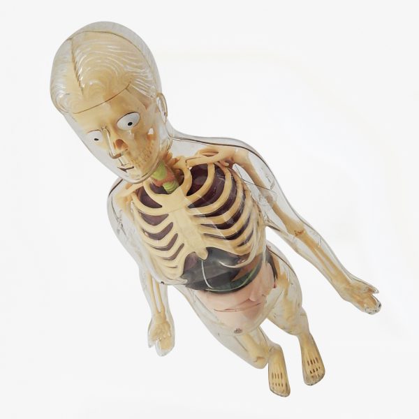 3 in 1 หุ่นโปร่งใสแสดงโครงกระดูกและอวัยวะภายในของหญิงตั้งครรภ์ (Pregnant Body Transparent DIY Model) - Image 8