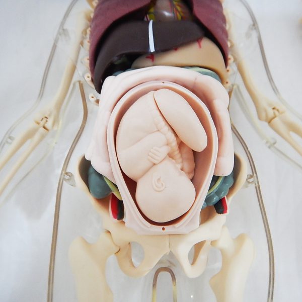 3 in 1 หุ่นโปร่งใสแสดงโครงกระดูกและอวัยวะภายในของหญิงตั้งครรภ์ (Pregnant Body Transparent DIY Model) - Image 7