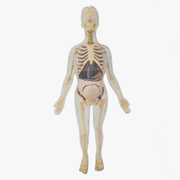 3 in 1 หุ่นโปร่งใสแสดงโครงกระดูกและอวัยวะภายในของหญิงตั้งครรภ์ (Pregnant Body Transparent DIY Model) - Image 3