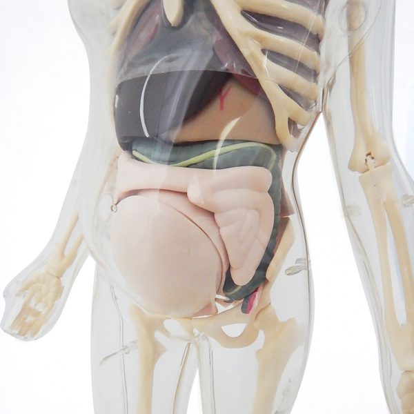 3 in 1 หุ่นโปร่งใสแสดงโครงกระดูกและอวัยวะภายในของหญิงตั้งครรภ์ (Pregnant Body Transparent DIY Model) - Image 5